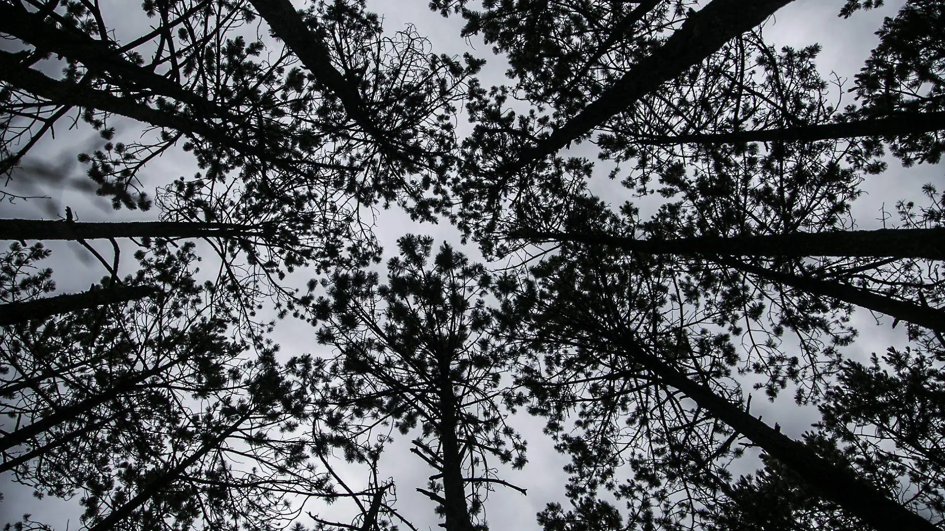 Día Mundial de la Madre Tierra